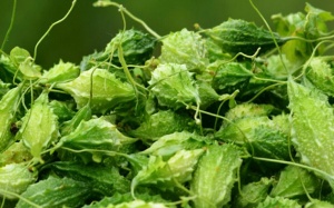 Bạn đã biết cách dùng mướp đắng rừng để kiểm soát bệnh đái tháo đường?