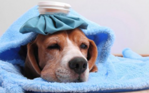 Dấu hiệu cảnh báo bệnh cúm ở cún cưng 