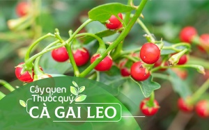 Cây quen, thuốc quý: Cà gai leo