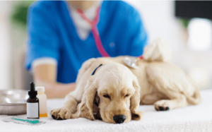 Tầm quan trọng của việc tẩy giun định kỳ cho cún cưng