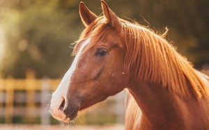 Ngựa - kho thuốc quý cần được khai thác đúng cách