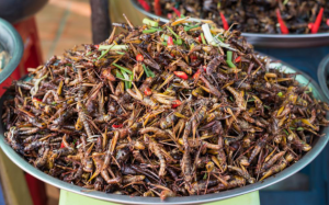 Lợi ích dinh dưỡng của các món ăn từ côn trùng