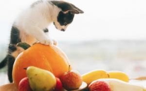 Mèo cưng có thể ăn các loại hoa quả nào?