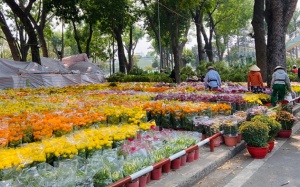 Tết 2026 chưng hoa gì để đón tài lộc và may mắn?