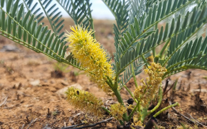 Cây thuốc bản địa Nam Phi: Vai trò với sức khỏe nam giới
