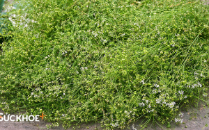 Mùi già - hương Tết cuối năm!