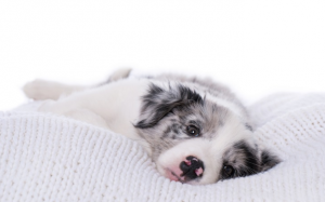 Hội chứng SARDS ở cún cưng: “Sen” cần biết điều gì?