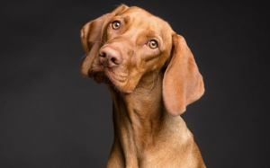 Giãn thực quản ở cún cưng được biểu hiện như thế nào?