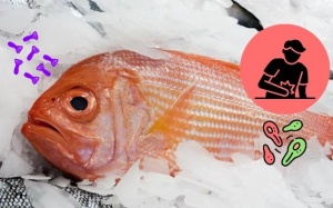 Độc tố ẩn mình trong các loài cá biển