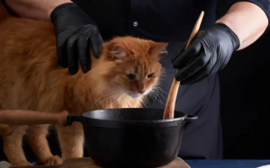 Có nên tự nấu thức ăn cho mèo?