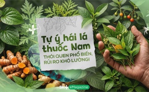 Tự ý hái lá thuốc Nam: Thói quen phổ biến, rủi ro khó lường!