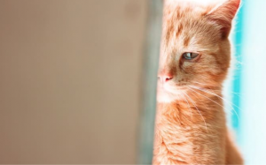 Mèo cưng có “khóc” khi buồn? 