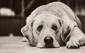 Dấu hiệu nhận biết suy giảm trí nhớ ở cún cưng