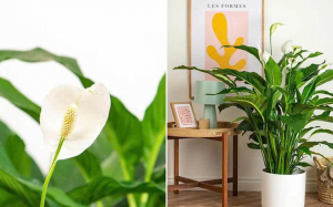 Loài cây quen thuộc giúp giảm ô nhiễm không khí