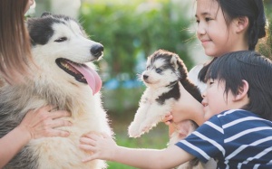 Quy tắc 3-3-3 cần biết trước khi nuôi chó