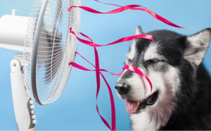 Nhiệt độ nào là quá cao với cún?