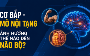 Cơ bắp và mỡ nội tạng ảnh hưởng thế nào đến não bộ?