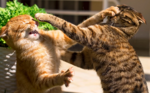 Khi những chú mèo trong nhà “cơm chẳng lành, canh chẳng ngọt”