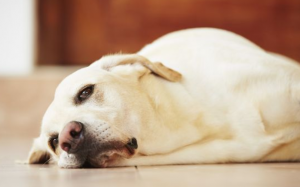 Cún cưng có thể mắc hội chứng Down không?