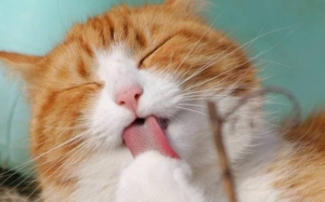Cách mèo cưng làm mát cơ thể khi trời nóng