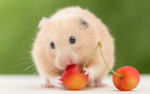 Chuột hamster có ăn được hoa quả không?
