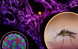 Dịch virus Tây sông Nile bùng phát ở Châu Âu, WHO cảnh báo