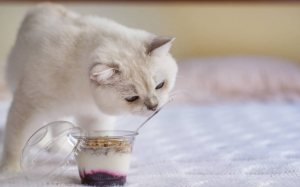 Mèo có nên ăn sữa chua?