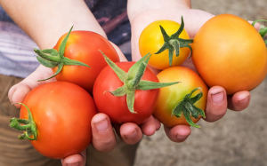 Dưỡng chất trong cà chua giúp bảo vệ lá gan