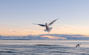 Tử vi thứ Hai (28/9/2026): Song Ngư muốn bảo vệ sự tự do của mình