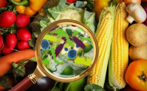 Các loại vi khuẩn gây ngộ độc thực phẩm phổ biến