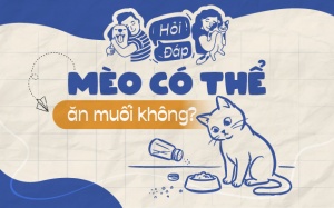 Mèo có thể ăn muối không?
