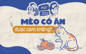Mèo có ăn cam được không?
