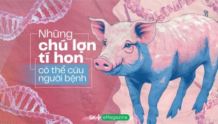 Những chú lợn tí hon có thể cứu người bệnh
