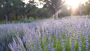 Run tay chân: Các thảo dược tốt cho hệ thần kinh