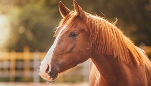 Ngựa - kho thuốc quý cần được khai thác đúng cách