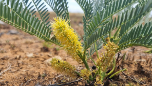 Cây thuốc bản địa Nam Phi: Vai trò với sức khỏe nam giới