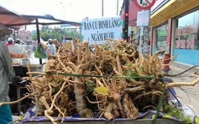 Rượu ngâm rễ cây: Bổ đâu chưa thấy, coi chừng bổ ngửa