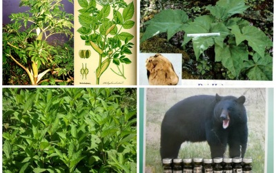 Những cây thuốc, vị thuốc có tác dụng thay thế mật gấu