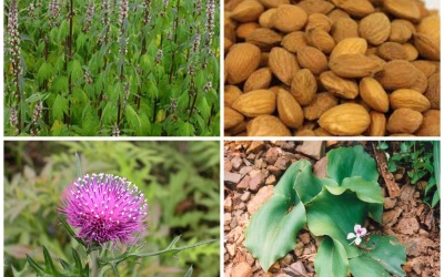 Những cây thuốc, vị thuốc có tác dụng thay thế mật gấu (P3)