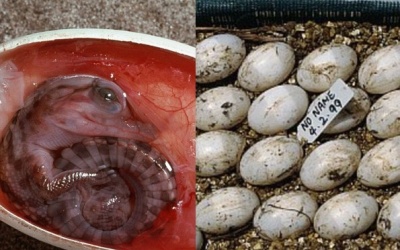 Những bữa sáng 'siêu dị' trên thế giới