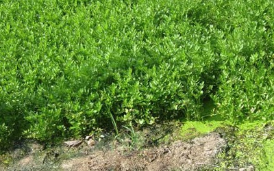 Kinh hoàng rau xanh tưới nước phân tươi