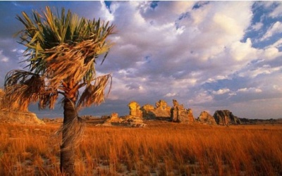 Những loài thực vật hiếm nhất thế giới