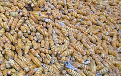 Cảnh báo ngộ độc bột ngô mốc dịp Tết 2015