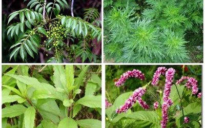 Những cây thuốc, vị thuốc có tác dụng thay thế mật gấu (P.4)