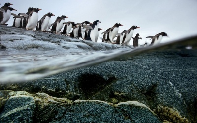 Những cuộc di cư tuyệt đẹp của động vật