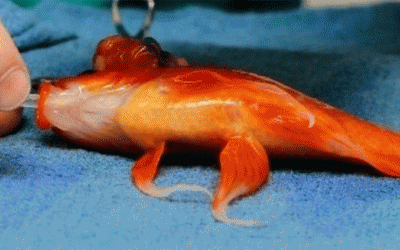 Ca phẫu thuật 300 bảng Anh cho... cá vàng