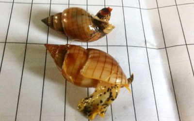 Ôc lạ khiến 3 ngư dân tử vong có độc tính rất cao