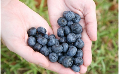 Top 10 lợi ích vàng của quả việt quất