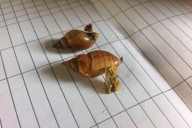 Định danh loại ốc biển gây tử vong 3 ngư dân Thanh Hóa