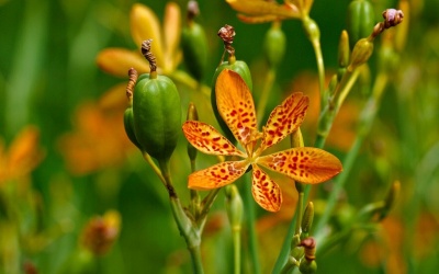 Viêm họng: Đã có cây rẻ quạt!